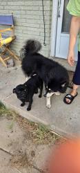 Reunited Male Dog last seen 41st and garnett north of 41st, Tulsa, OK 74146