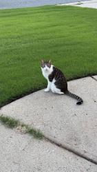 Reunited Male Cat last seen Westbury Subdivision, 430 Hendron Pl, Alpharetta, GA 30005., Alpharetta, GA 30005