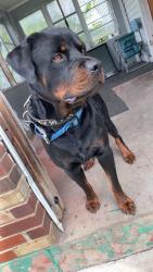 Reunited Male Dog last seen crown hill, Indianapolis, IN 46208