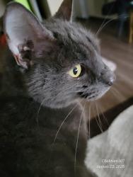 Reunited Male Cat last seen Waterside Apts Little Ferry NJ, Little Ferry, NJ 07643