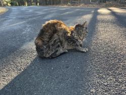 Found/Stray Unknown Cat last seen Mountain View Road, Volcano, CA 95689