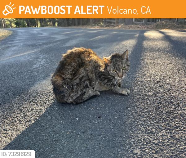 Found/Stray Unknown Cat last seen Mountain View Road, Volcano, CA 95689