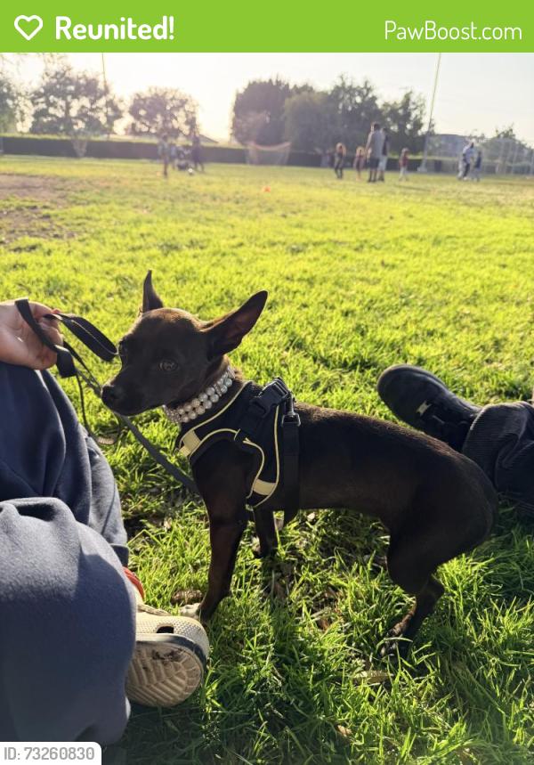 Reunited Female Dog last seen Raymond ave and 45th st, Los Angeles, CA 90037