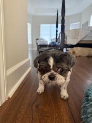 Reunited Female Dog last seen Atlantic and southside, Jacksonville, FL 32225