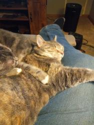 Reunited Female Cat last seen Breezy vista ln., York, PA 17406