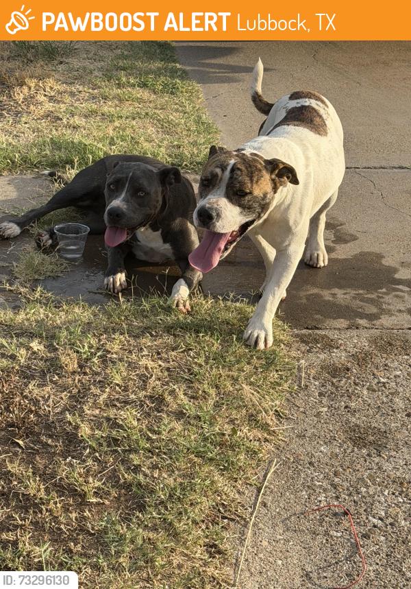 Found/Stray Unknown Dog last seen Lousiville, Lubbock, TX 79413