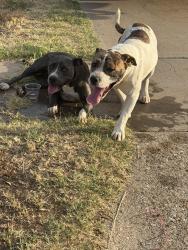 Found/Stray Unknown Dog last seen Lousiville, Lubbock, TX 79413
