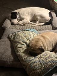 Lost Male Dog last seen Cox Creek at Derby Drive, Florence, AL 35630