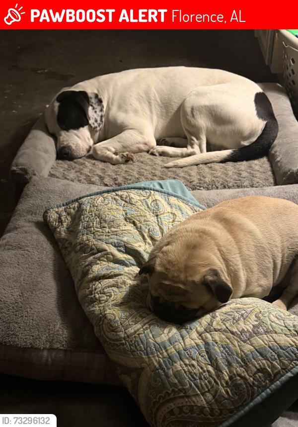 Lost Male Dog last seen Cox Creek at Derby Drive, Florence, AL 35630