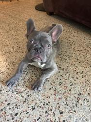 Found/Stray Male Dog last seen Near publix supermarket, North Miami, FL 33161