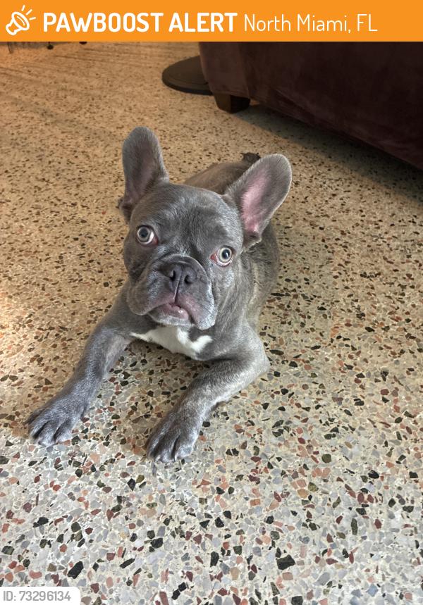 Found/Stray Male Dog last seen Near publix supermarket, North Miami, FL 33161
