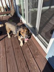 Found/Stray Unknown Dog last seen Little Whim Road & Rogers, Fredericksburg, VA 22405