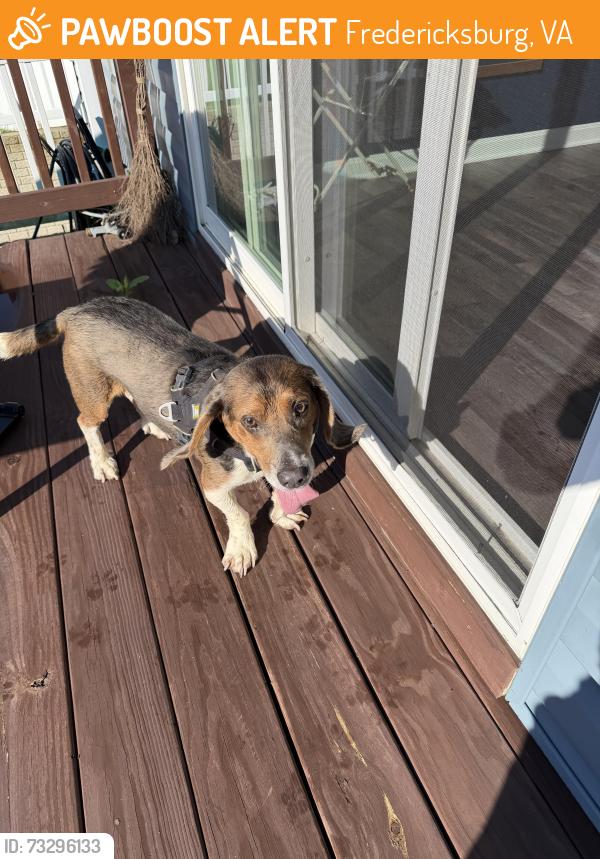 Found/Stray Unknown Dog last seen Little Whim Road & Rogers, Fredericksburg, VA 22405