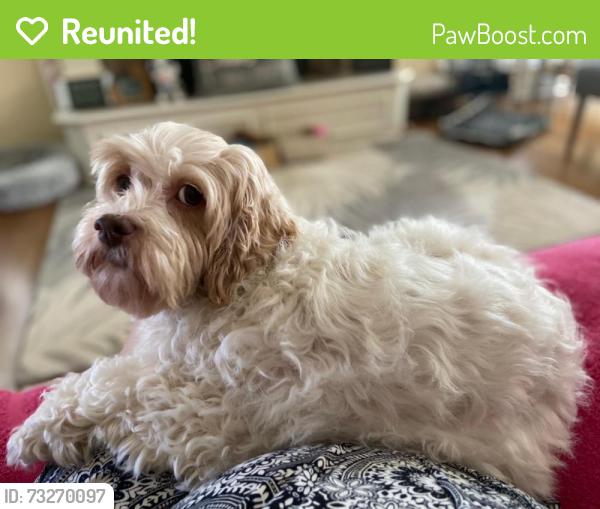 Reunited Female Dog last seen Glen Arbor Road in Red Bridge, Kansas City, MO 64131