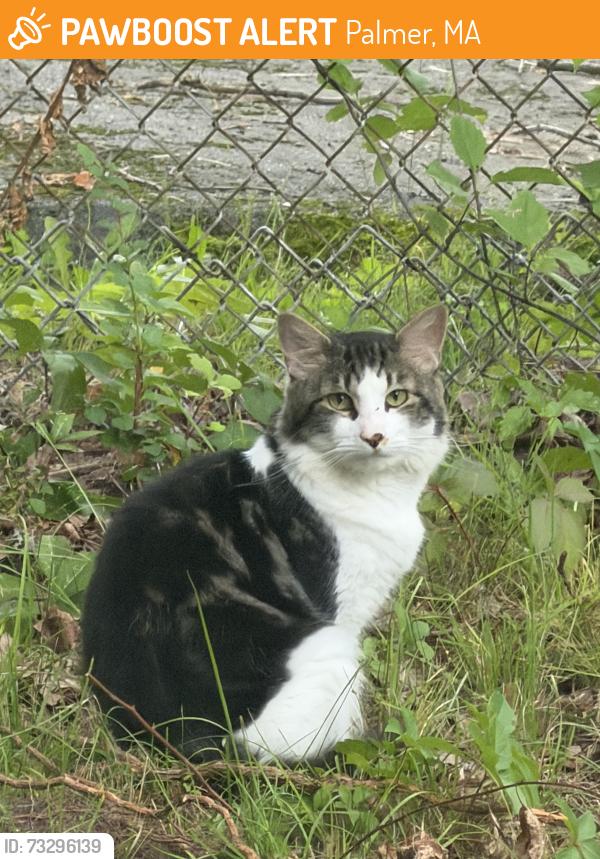 Found/Stray Unknown Cat last seen Converse st, Palmer, MA 01069