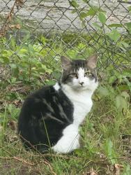 Found/Stray Unknown Cat last seen Converse st, Palmer, MA 01069