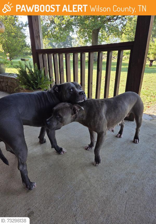 Found/Stray Male Dog last seen Big Springs Rd Lebanon tn, Wilson County, TN 37087