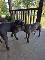 Found/Stray Male Dog last seen Big Springs Rd Lebanon tn, Wilson County, TN 37087