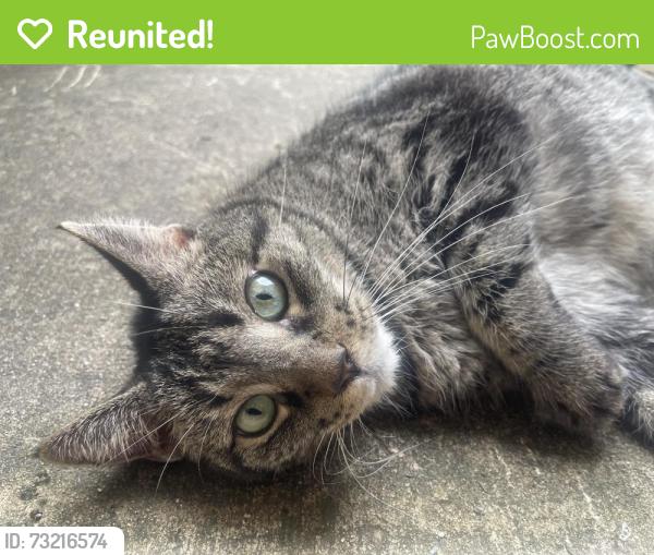 Reunited Male Cat last seen Millican falls, Houston, TX 77429