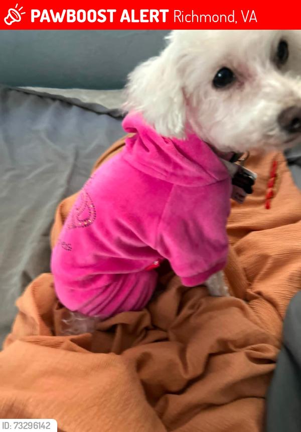 Lost Female Dog last seen Austin apt 6308, Richmond, VA 23234