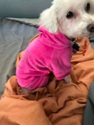 Lost Female Dog last seen Austin apt 6308, Richmond, VA 23234