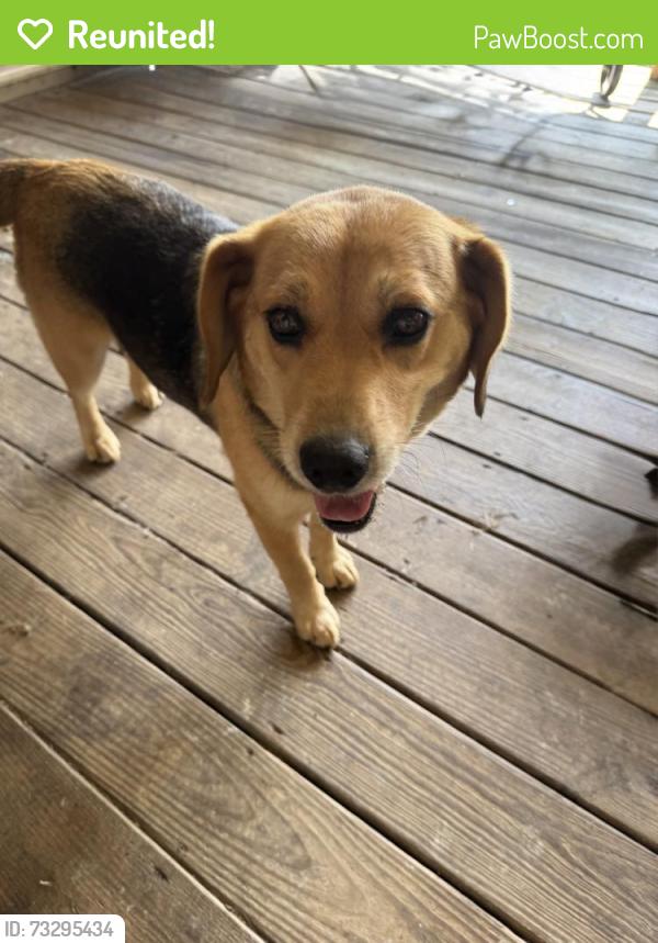 Reunited Female Dog last seen Tunnelton rd near Otis park, Bedford, IN 47421