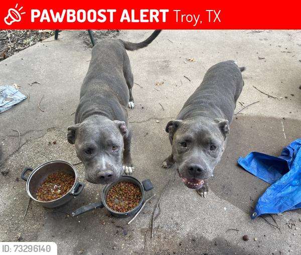 Lost Male Dog last seen Laughing llama farm, Troy, TX 76579