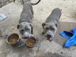 Lost Male Dog last seen Laughing llama farm, Troy, TX 76579