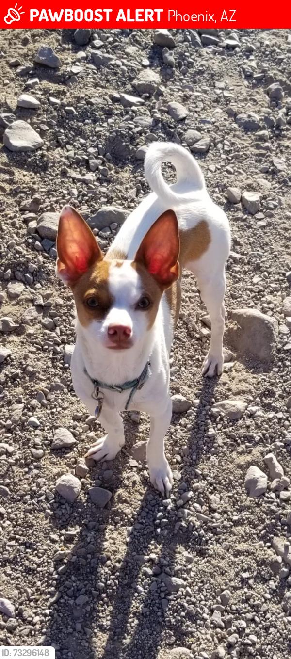 Lost Male Dog last seen 39th ave cholla, cactus peoria, Phoenix, AZ 85029
