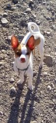 Lost Male Dog last seen 39th ave cholla, cactus peoria, Phoenix, AZ 85029