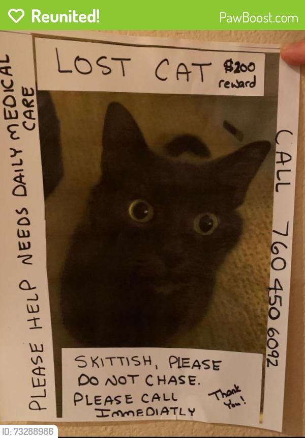 Reunited Male Cat last seen Near Camino De Amigos, Carlsbad, CA 92009, USA, Carlsbad, CA 92009
