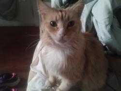Lost Female Cat last seen East main, Rome, GA 30161