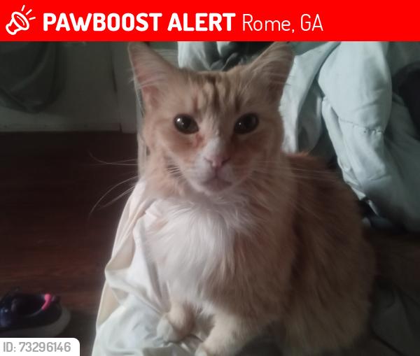 Lost Female Cat last seen East main, Rome, GA 30161