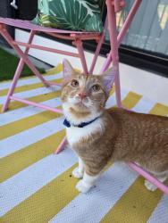 Found/Stray Unknown Cat last seen Palisades apmts, Saint Paul, MN 55113