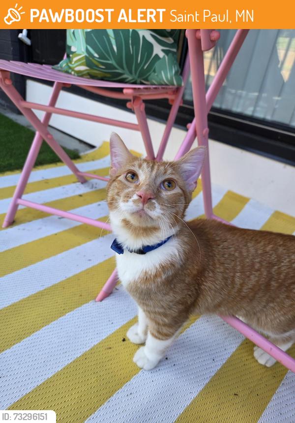Found/Stray Unknown Cat last seen Palisades apmts, Saint Paul, MN 55113