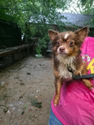 Found/Stray Male Dog last seen Macon and Given rd., Memphis, TN 38122