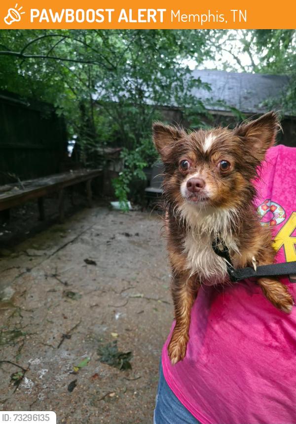 Found/Stray Male Dog last seen Macon and Given rd., Memphis, TN 38122