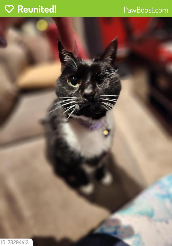 Reunited Male Cat last seen Between simpson st & w main st, Mechanicsburg, PA 17055