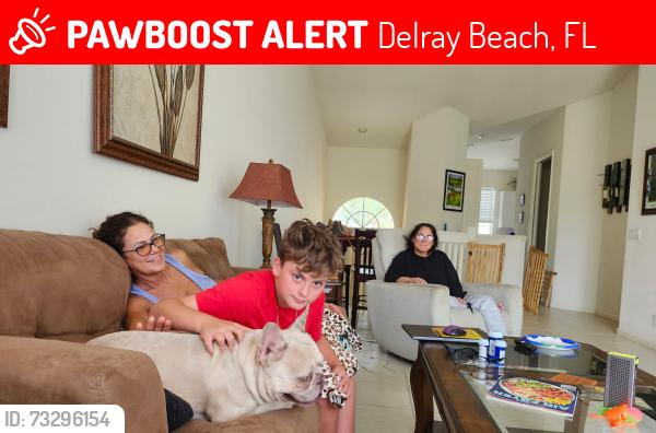 Lost Male Dog last seen Linton military, Delray Beach, FL 33445