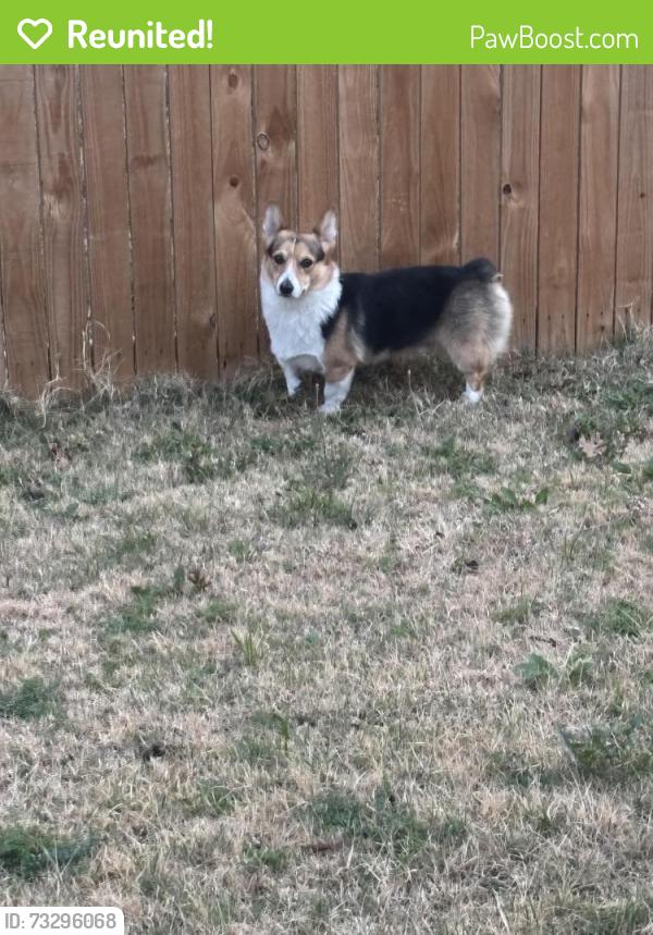 Reunited Male Dog last seen Carlotta and bliss, Fort Worth, TX 76177