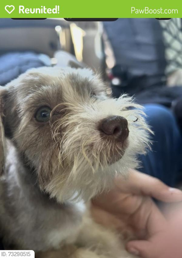 Reunited Female Dog last seen Azalea dr and Neston, Winston-Salem, NC 27105