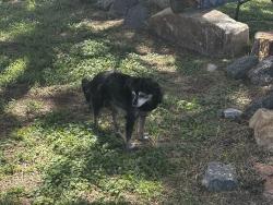 Reunited Male Dog last seen Wyoming and Indian School, Albuquerque, NM 87110