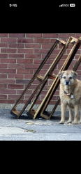 Reunited Unknown Dog last seen Woodward parkway elementary school, South Farmingdale, NY 11735
