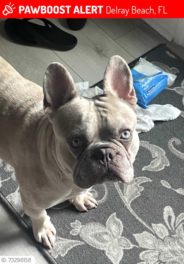 Lost Male Dog last seen Linton blvd, Delray Beach, FL 33445