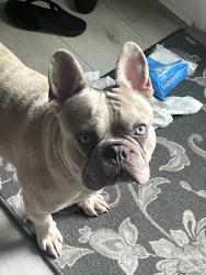 Lost Male Dog last seen Linton blvd, Delray Beach, FL 33445