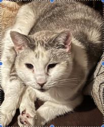 Reunited Female Cat last seen Shepherd and Fairview, Houston, TX 77019