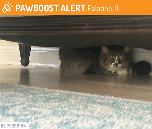 Found/Stray Unknown Cat last seen Bedford, Palatine, IL 60067