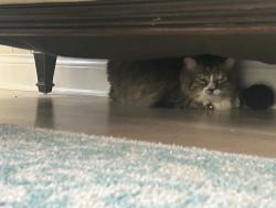 Found/Stray Unknown Cat last seen Bedford, Palatine, IL 60067