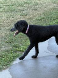 Found/Stray Female Dog last seen St croix river crossing loop trail, Houlton, WI 55082