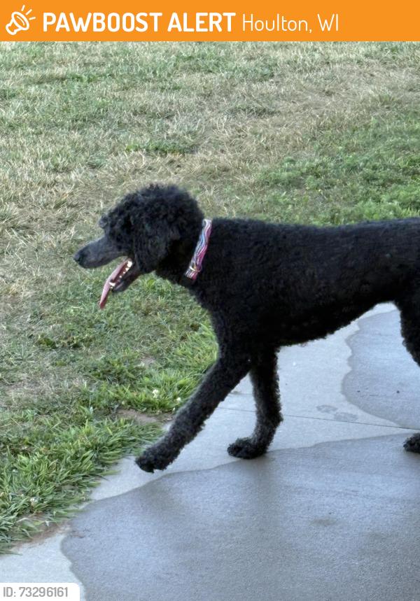 Found/Stray Female Dog last seen St croix river crossing loop trail, Houlton, WI 55082